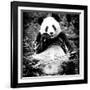 China 10MKm2 Collection - Giant Panda-Philippe Hugonnard-Framed Photographic Print