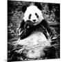 China 10MKm2 Collection - Giant Panda-Philippe Hugonnard-Mounted Photographic Print