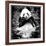 China 10MKm2 Collection - Giant Panda-Philippe Hugonnard-Framed Photographic Print