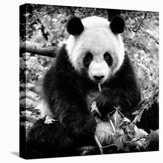 China 10MKm2 Collection - Giant Panda-Philippe Hugonnard-Stretched Canvas