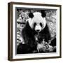 China 10MKm2 Collection - Giant Panda-Philippe Hugonnard-Framed Photographic Print