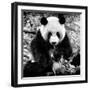 China 10MKm2 Collection - Giant Panda-Philippe Hugonnard-Framed Photographic Print