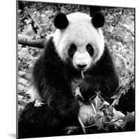 China 10MKm2 Collection - Giant Panda-Philippe Hugonnard-Mounted Photographic Print