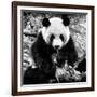 China 10MKm2 Collection - Giant Panda-Philippe Hugonnard-Framed Photographic Print