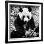 China 10MKm2 Collection - Giant Panda-Philippe Hugonnard-Framed Photographic Print