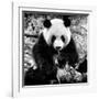 China 10MKm2 Collection - Giant Panda-Philippe Hugonnard-Framed Photographic Print