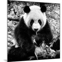 China 10MKm2 Collection - Giant Panda-Philippe Hugonnard-Mounted Photographic Print