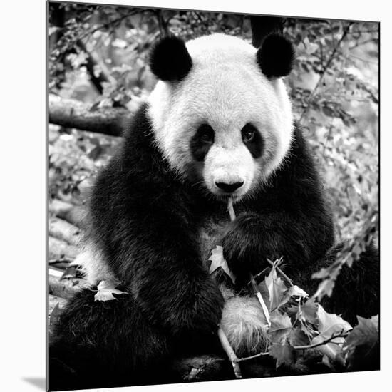 China 10MKm2 Collection - Giant Panda-Philippe Hugonnard-Mounted Photographic Print