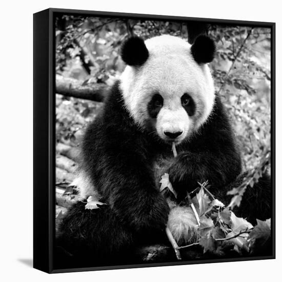 China 10MKm2 Collection - Giant Panda-Philippe Hugonnard-Framed Stretched Canvas