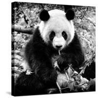 China 10MKm2 Collection - Giant Panda-Philippe Hugonnard-Stretched Canvas