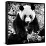 China 10MKm2 Collection - Giant Panda-Philippe Hugonnard-Framed Stretched Canvas