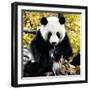 China 10MKm2 Collection - Giant Panda-Philippe Hugonnard-Framed Photographic Print