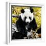 China 10MKm2 Collection - Giant Panda-Philippe Hugonnard-Framed Photographic Print