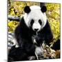 China 10MKm2 Collection - Giant Panda-Philippe Hugonnard-Mounted Photographic Print