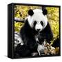 China 10MKm2 Collection - Giant Panda-Philippe Hugonnard-Framed Stretched Canvas