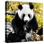 China 10MKm2 Collection - Giant Panda-Philippe Hugonnard-Stretched Canvas