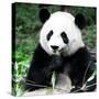 China 10MKm2 Collection - Giant Panda-Philippe Hugonnard-Stretched Canvas