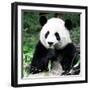 China 10MKm2 Collection - Giant Panda-Philippe Hugonnard-Framed Photographic Print