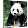 China 10MKm2 Collection - Giant Panda-Philippe Hugonnard-Mounted Photographic Print