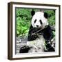 China 10MKm2 Collection - Giant Panda-Philippe Hugonnard-Framed Photographic Print