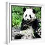 China 10MKm2 Collection - Giant Panda-Philippe Hugonnard-Framed Photographic Print