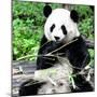 China 10MKm2 Collection - Giant Panda-Philippe Hugonnard-Mounted Photographic Print