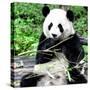 China 10MKm2 Collection - Giant Panda-Philippe Hugonnard-Stretched Canvas