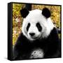 China 10MKm2 Collection - Giant Panda-Philippe Hugonnard-Framed Stretched Canvas