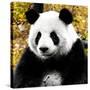 China 10MKm2 Collection - Giant Panda-Philippe Hugonnard-Stretched Canvas