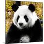 China 10MKm2 Collection - Giant Panda-Philippe Hugonnard-Mounted Photographic Print