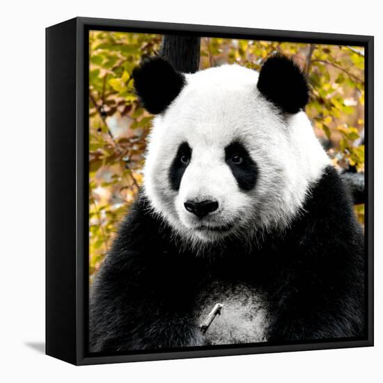 China 10MKm2 Collection - Giant Panda-Philippe Hugonnard-Framed Stretched Canvas