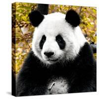 China 10MKm2 Collection - Giant Panda-Philippe Hugonnard-Stretched Canvas