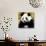 China 10MKm2 Collection - Giant Panda-Philippe Hugonnard-Photographic Print displayed on a wall