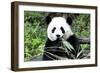 China 10MKm2 Collection - Giant Panda-Philippe Hugonnard-Framed Photographic Print