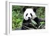 China 10MKm2 Collection - Giant Panda-Philippe Hugonnard-Framed Photographic Print