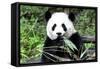 China 10MKm2 Collection - Giant Panda-Philippe Hugonnard-Framed Stretched Canvas