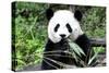 China 10MKm2 Collection - Giant Panda-Philippe Hugonnard-Stretched Canvas