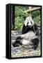 China 10MKm2 Collection - Giant Panda-Philippe Hugonnard-Framed Stretched Canvas