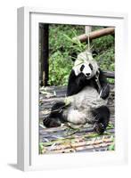 China 10MKm2 Collection - Giant Panda-Philippe Hugonnard-Framed Photographic Print