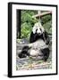 China 10MKm2 Collection - Giant Panda-Philippe Hugonnard-Framed Photographic Print