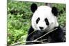 China 10MKm2 Collection - Giant Panda-Philippe Hugonnard-Mounted Photographic Print