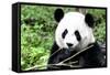 China 10MKm2 Collection - Giant Panda-Philippe Hugonnard-Framed Stretched Canvas