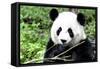 China 10MKm2 Collection - Giant Panda-Philippe Hugonnard-Framed Stretched Canvas