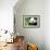 China 10MKm2 Collection - Giant Panda-Philippe Hugonnard-Framed Photographic Print displayed on a wall