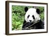 China 10MKm2 Collection - Giant Panda-Philippe Hugonnard-Framed Photographic Print