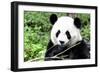 China 10MKm2 Collection - Giant Panda-Philippe Hugonnard-Framed Photographic Print