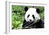 China 10MKm2 Collection - Giant Panda-Philippe Hugonnard-Framed Photographic Print