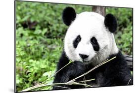 China 10MKm2 Collection - Giant Panda-Philippe Hugonnard-Mounted Photographic Print