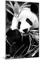 China 10MKm2 Collection - Giant Panda-Philippe Hugonnard-Mounted Photographic Print