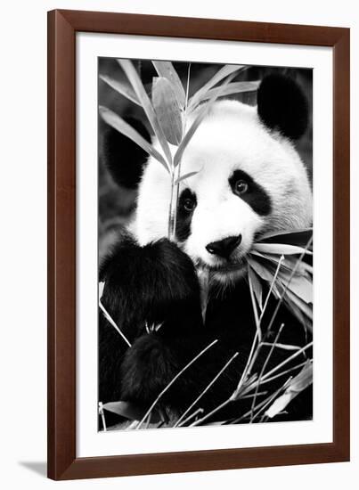 China 10MKm2 Collection - Giant Panda-Philippe Hugonnard-Framed Photographic Print